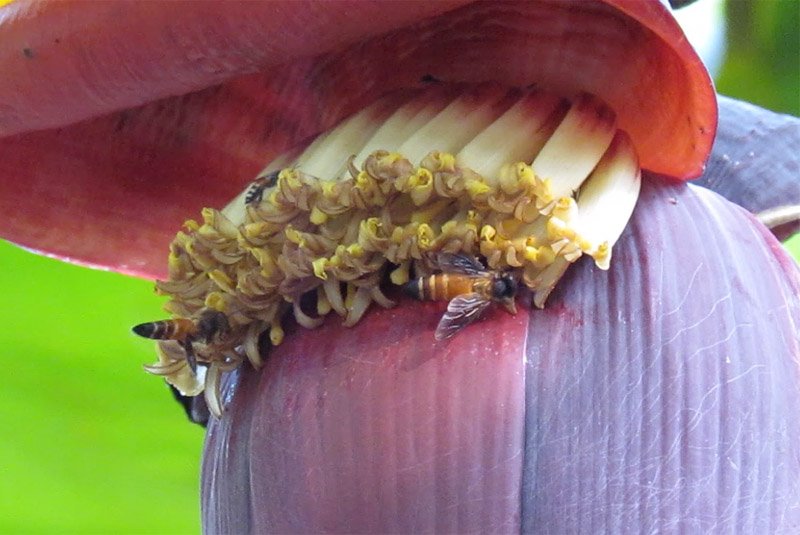honey bees collecting honey from banana flower