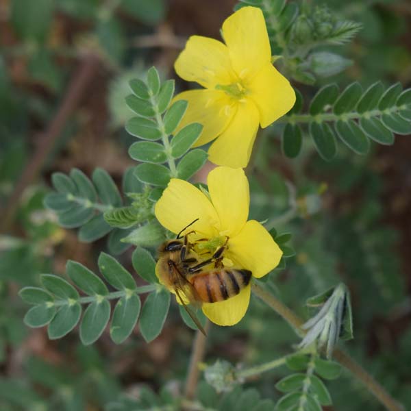 buy ilanthai floral honey