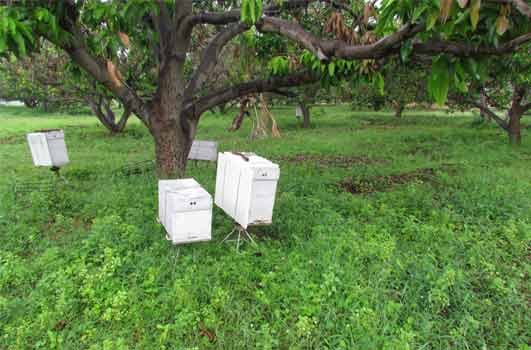 bee hive boxes in mango orchid