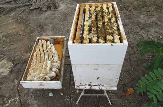 bee hive filled with honey comb