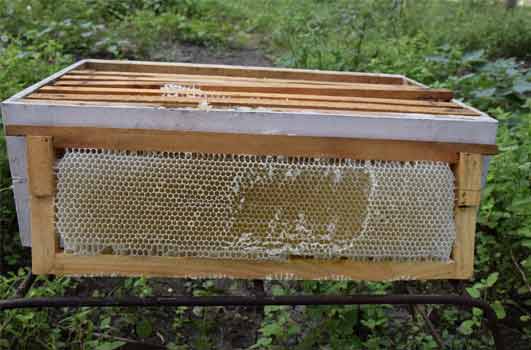 empty honey comb of beehive