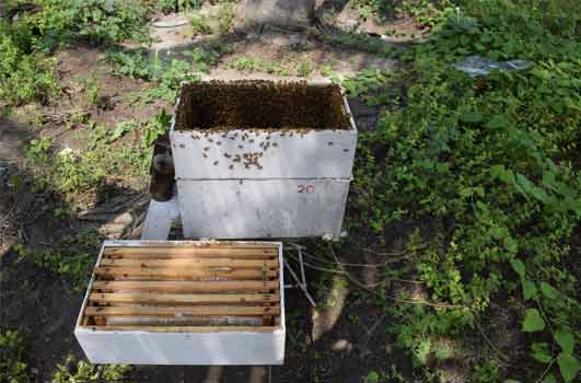 loading back empty honey comb into bee hive